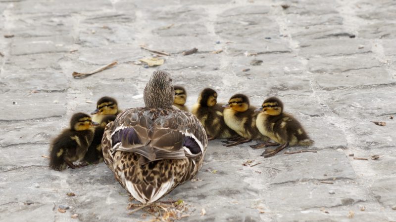 カモのお母さんと子供たち