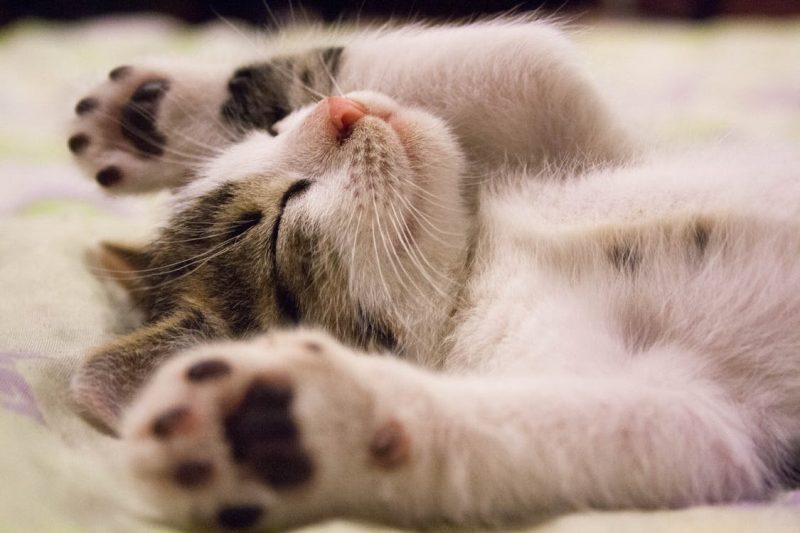 バンザイをする子猫